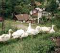 Anina / Steierdorf - G&auml;nse
